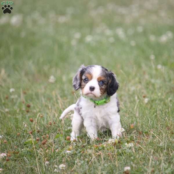 Jack, Cavalier King Charles Spaniel Puppy